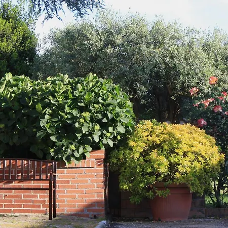 La Cicadea